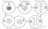 Meiosis Coloring Worksheet sketch template