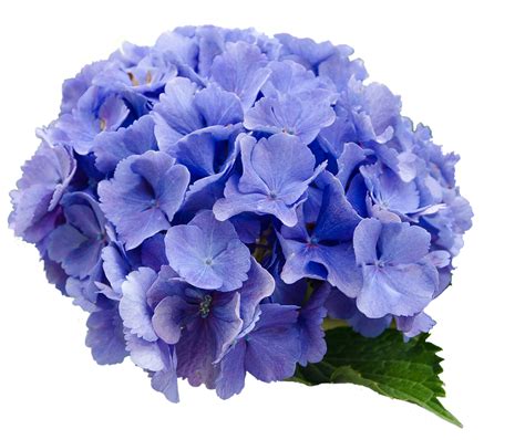 Flower Hydrangea Blue · Free photo on Pixabay