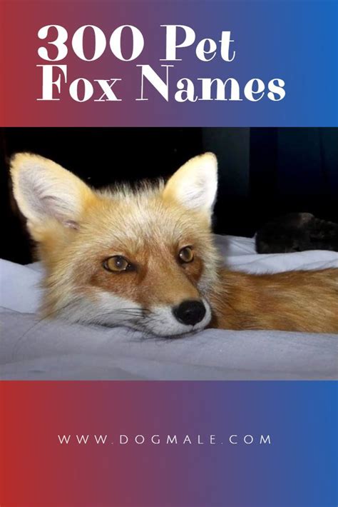 300+ Pet Fox Names | Pet fox, Pets, Fox