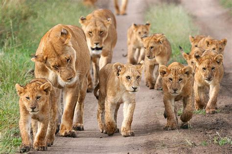 14 escaped lions sighted near the Foskor Mine, Phalaborwa residents cautioned | Review