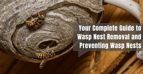 Wasp Nest Removal and Preventing Wasp Nests