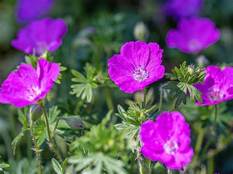 How to grow and care for hardy geraniums, cranesbill | lovethegarden