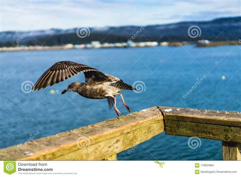 Bird about to fly away stock photo. Image of gull, feather - 119624904