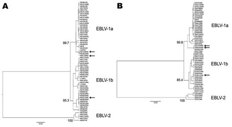 Figure 1 - European Bat Lyssavirus Transmission among Cats, Europe ...