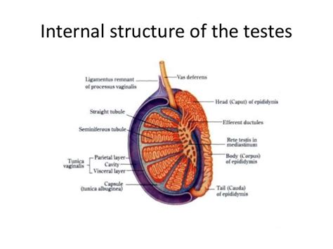 Testes Structure