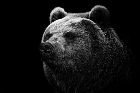 bear, grizzly bear, eyes Wallpaper, HD Animals 4K Wallpapers, Images and Background - Wallpapers Den