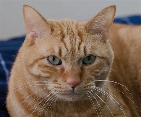 80 Male Orange Tabby Cat Names - The Paws