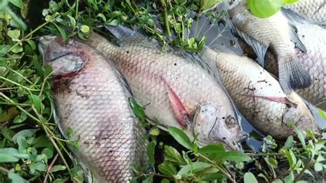 Thousands of dead fish wash ashore in Paradip, chemical pollution suspected