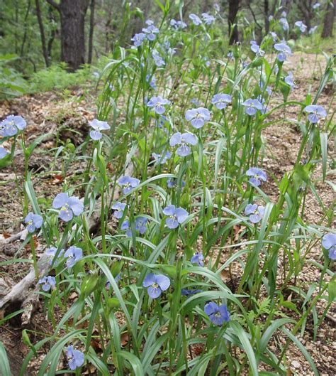 Birdbill Dayflower