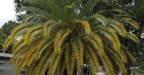 What to do when palm fronds yellow