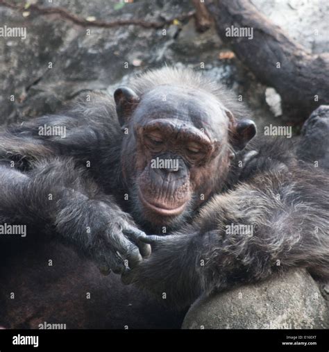 Chimpanzee Eyes High Resolution Stock Photography and Images - Alamy