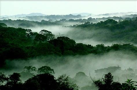 Animals Plants Rainforest: Critical for Congo Forest