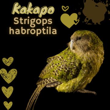 Kakapo - Health diet personnality intelligence and care