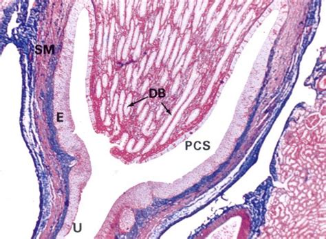 Level 2 - functional histology, - Memrise