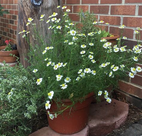 Container Grown Chamomile: Growing Chamomile In A Pot