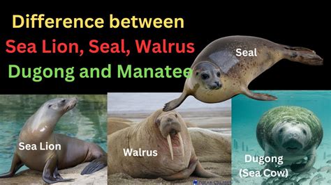 Difference between Sea lion, Seal, Walrus, Dugong (Sea Cow) and Manatee | All Confusion Cleared ...