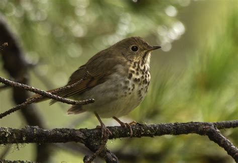 Hermit Thrush - Flathead Audubon Society