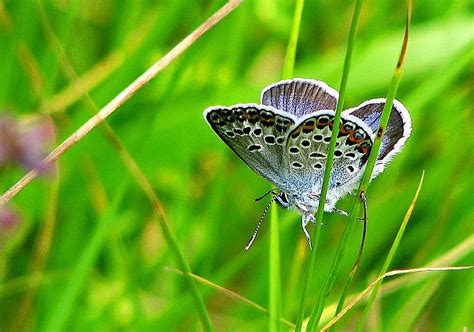 Butterfly in Grass, in grass, cool, butterfly, HD wallpaper | Peakpx