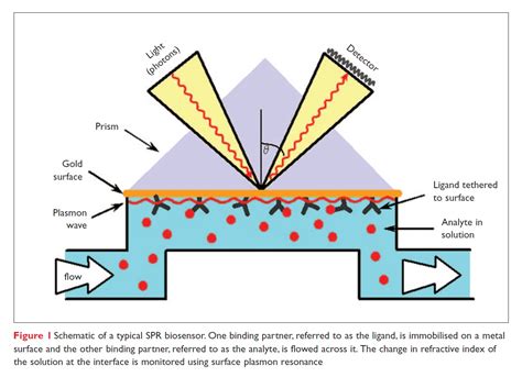 Surface Plasmon Resonance's impact on drug discovery - resolution, throughput and versatility ...