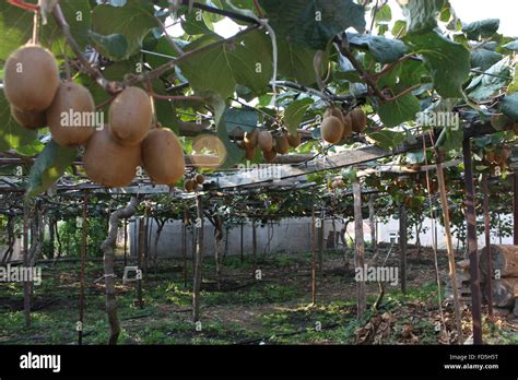 Kiwi farm hi-res stock photography and images - Alamy