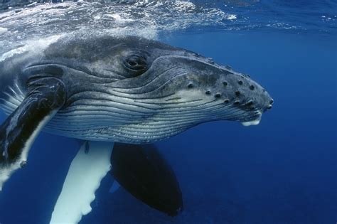 Whales: Why we love and need them