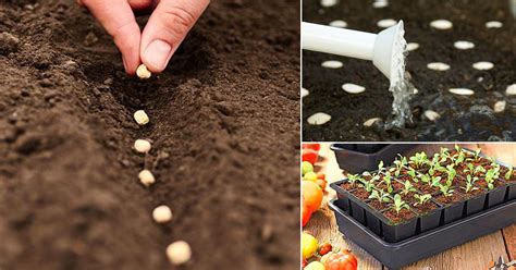 How To Plant Vegetable Seeds - Plant Ideas