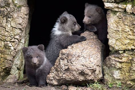 The bear cave. | They live here... | Pinterest | The o'jays, Caves and ...