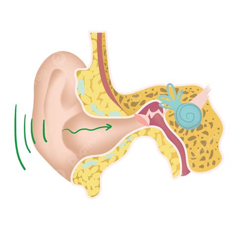 Ear Anatomy PNG Image, Educational Illustration Of Medical Anatomy Of Human Ear Structure ...