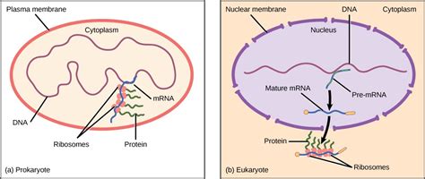 Chapter 17. Regulation of Gene Expression – Introduction to Molecular and Cell Biology