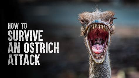 How to Survive an Ostrich Attack - YouTube