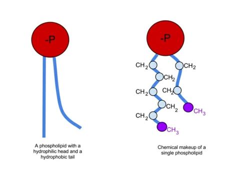 Structure Of Fatty Acid And Glycerol