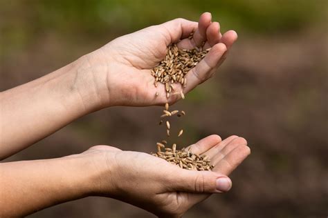 Returning Native Seeds to Their Roots | Civil Eats