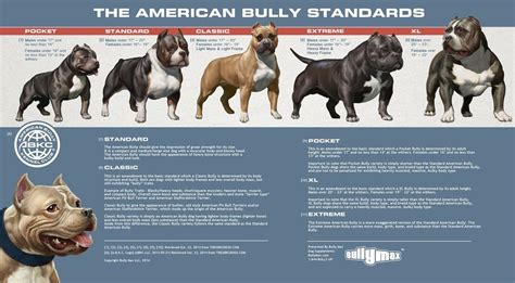 American Bully Classes Side by Side - Bully Breed Photos - This Is Bully | American bully, Bully ...