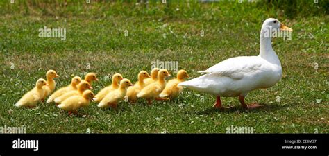 mother pekin duck and ducklings freeranging Stock Photo - Alamy