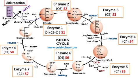 Krebs cycle or Citric acid cycle Enzyme Labeling Diagram Quiz
