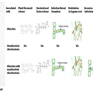 Figure 1: Rhizobia nodule formation and invasion of rhizobial infection thread by rhizobacteria ...