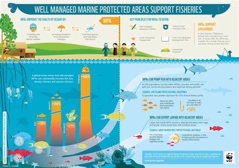 Marine Protected Areas are designated to protect marine ecosystems, processes, habitats, and sp ...