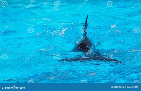 The flipper of dolphin stock photo. Image of play, water - 46687448