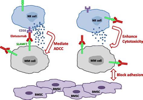 Elotuzumab for the treatment of multiple myeloma | Journal of ...