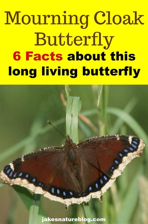 6 Mourning Cloak Butterfly Facts - A Long Life! - Jake's Nature Blog ...