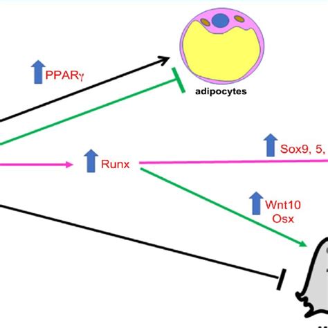 Mesenchymal Stem cells differentiation. Cells can be cultured in vitro... | Download Scientific ...