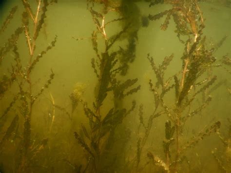 Curly-leaf Pondweed | Memphremagog Watershed Association