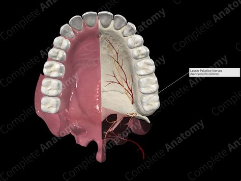 Lesser Palatine Nerves | Complete Anatomy