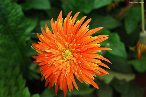 Gerbera daisy varieties