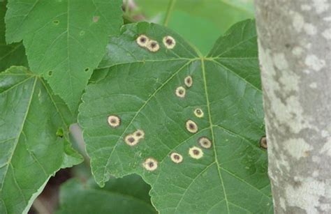 Leaf spot diseases – Gardening Site