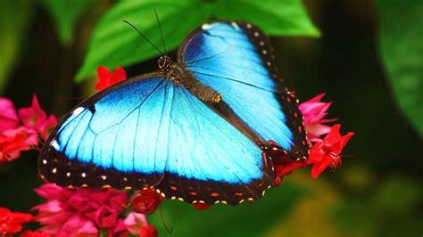 Best Wallpaper Butterfly Hd Pics