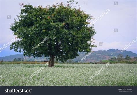 Beautiful White Mustard Flowers Field Big Stock Photo 312664940 | Shutterstock