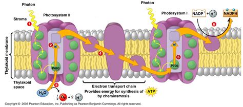 Flow of electrons in Photosynthesis | Photosynthesis, Teaching biology ...