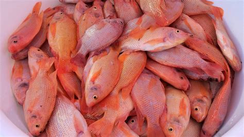 Red tilapia tapped as alternative fish in Ilocos | Inquirer News