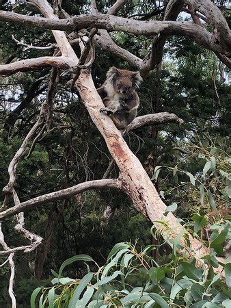 Phillip Island Nature Parks - Koala Reserve (Cowes): UPDATED 2019 All ...